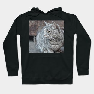 Feral grey cat Hoodie